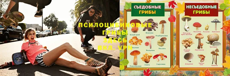 Галлюциногенные грибы MAGIC MUSHROOMS  как найти наркотики  Болохово 